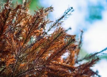 Patients face ‘considerable’ wait for assisted dying in Isle of Man | ITV News – ITVX