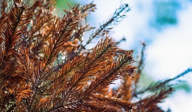 Patients face ‘considerable’ wait for assisted dying in Isle of Man | ITV News – ITVX