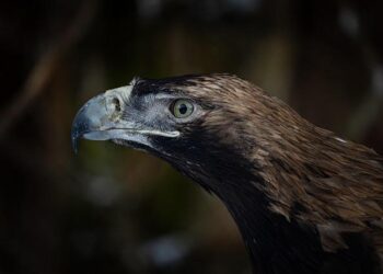 No trees, no food, shot for fun … yet Serbia’s imperial eagles are making an improbable return – The Guardian