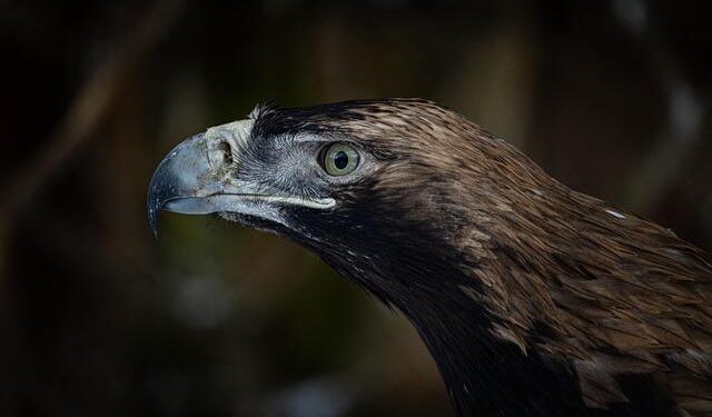 No trees, no food, shot for fun … yet Serbia’s imperial eagles are making an improbable return – The Guardian