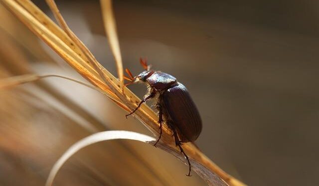 Six Nations permutations: How can France, Scotland and Ireland win the title? – Sky Sports