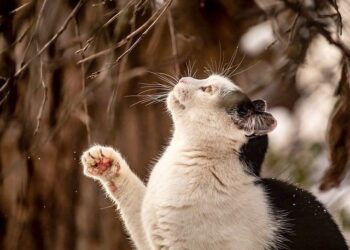 The United Kingdom is working closely with the Lebanese Government and humanitarian partners to support those affected by the current escalation: UK statement at the UN Security Council – GOV.UK