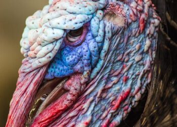 Replacing Turkey With Greece: US Strategic Realignment Under Trump – Greek City Times