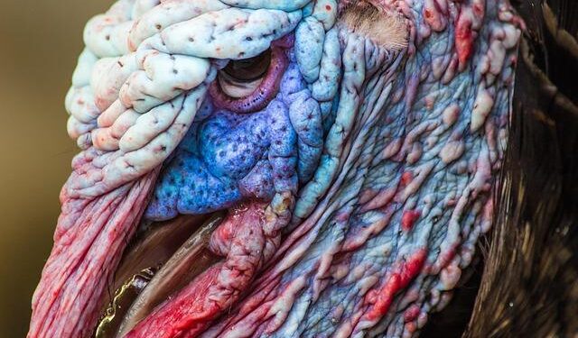 Replacing Turkey With Greece: US Strategic Realignment Under Trump – Greek City Times