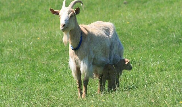 How are people in Guernsey and Jersey managing cost of living? – BBC