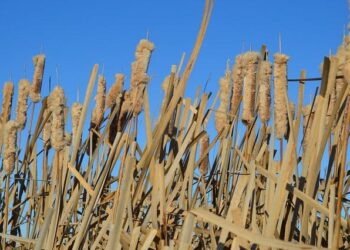 Saskatchewan Rush announcer buys hockey team in North Macedonia – Global News