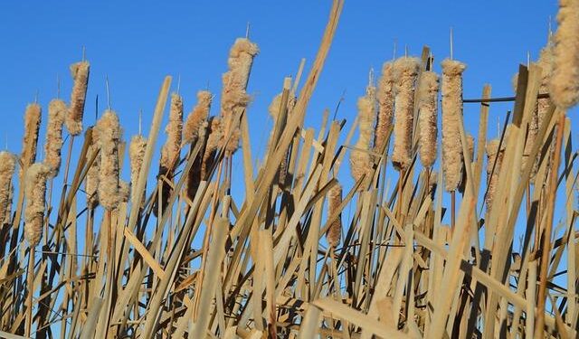 Saskatchewan Rush announcer buys hockey team in North Macedonia – Global News