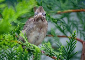 Federico Cardinali – San Marino – Player profile – U16 European Promotion Cup Men | FIBA Basketball Events – FIBA
