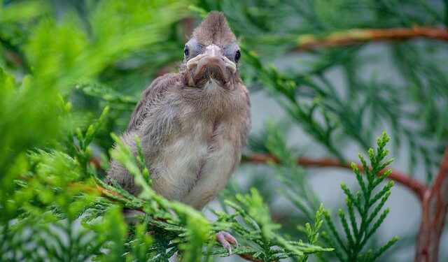Federico Cardinali – San Marino – Player profile – U16 European Promotion Cup Men | FIBA Basketball Events – FIBA