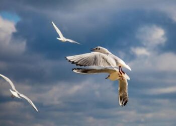 Bulgaria – olympics.com