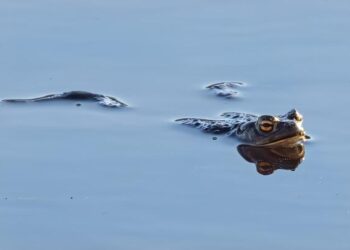 Visit Finland invites travellers to experience Lakeland with free nature retreats – Travel Tomorrow