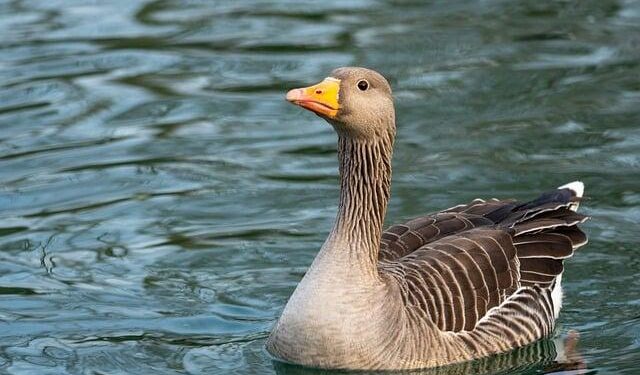 Malta Returns 44 Migrants in Just 17 Days After Rescue – ETIAS.com