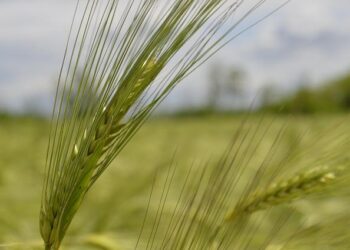 Kolo Muani returns to France squad – Tottenham Hotspur