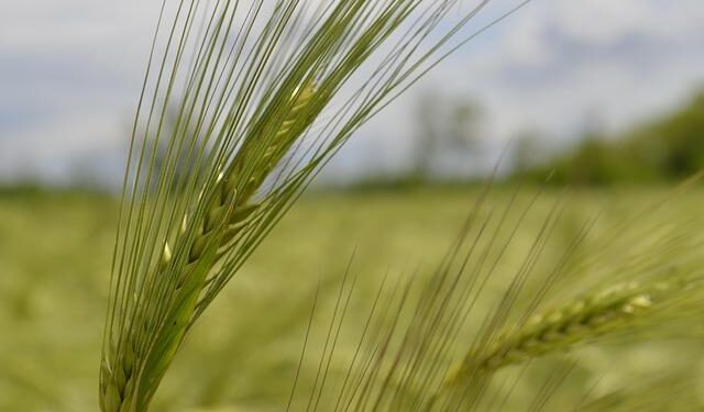 Kolo Muani returns to France squad – Tottenham Hotspur