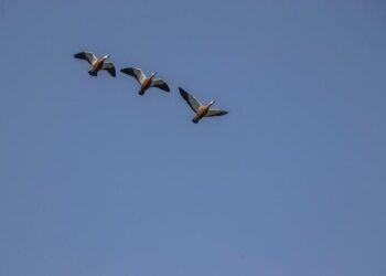 Migration policy turmoil is draining Sweden of healthcare personnel – Euractiv