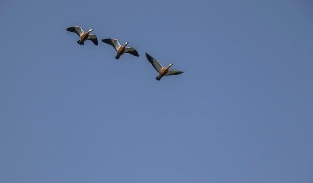 Migration policy turmoil is draining Sweden of healthcare personnel – Euractiv