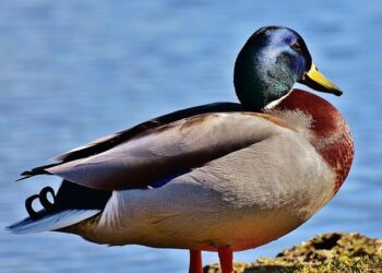 MBTA train schedule guide for Brazil v. France fans and commuters – The Patriot Ledger