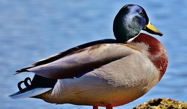 MBTA train schedule guide for Brazil v. France fans and commuters – The Patriot Ledger