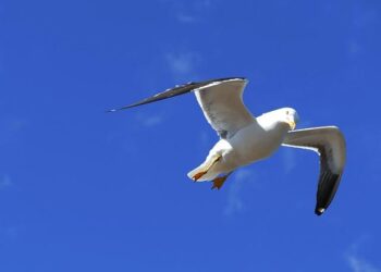 Aland Islands: the latest coronavirus counts, charts and maps – Reuters