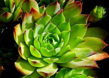 China Joins Austria, Belgium, Czech Republic, Denmark, Estonia, Finland, France, Germany, Greece, Hungary, Iceland, Italy, Latvia, Lithuania, Luxembourg, Malta, Netherlands, Poland, Portugal, Slovakia, Slovenia, Spain, Sweden, Switzerland, Croatia, Norw –