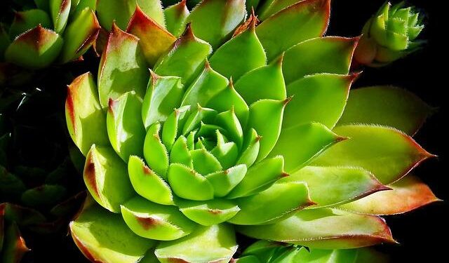 China Joins Austria, Belgium, Czech Republic, Denmark, Estonia, Finland, France, Germany, Greece, Hungary, Iceland, Italy, Latvia, Lithuania, Luxembourg, Malta, Netherlands, Poland, Portugal, Slovakia, Slovenia, Spain, Sweden, Switzerland, Croatia, Norw –