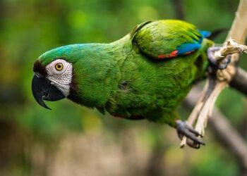 Analyst makes startling revelation on Bills’ 2026 roster – sportingnews.com