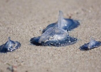 Giacomo Casadei – San Marino – Player Profile – FIBA U16 EuroBasket 2025, Division C – FIBA