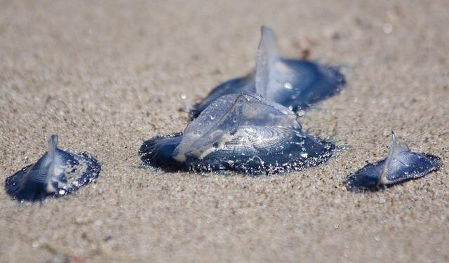 Giacomo Casadei – San Marino – Player Profile – FIBA U16 EuroBasket 2025, Division C – FIBA