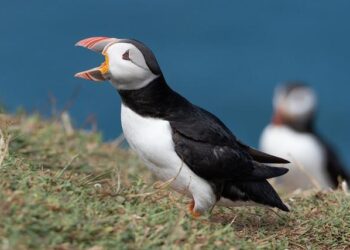 TES Discuss: Vienna Calling 2026 Post-Show Discussion – Austria – That Eurovision Site