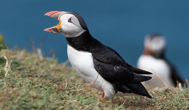 TES Discuss: Vienna Calling 2026 Post-Show Discussion – Austria – That Eurovision Site