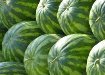 Giorgia Meloni, Trump’s Friend in Europe, Seeks Distance on Iran – The New York Times