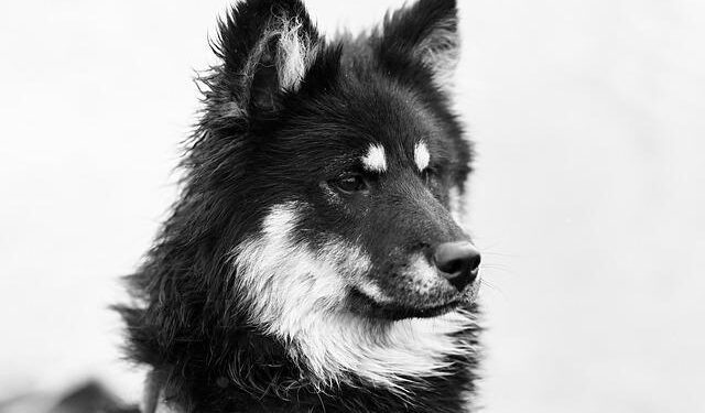 Luxembourg (LUX) Exports, Imports, and Trade Partners | The Observatory of Economic Complexity – The Observatory of Economic Complexity