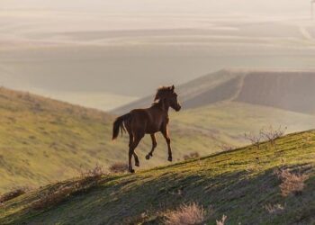 Azerbaijan-Serbia talks set for Belgrade in 2026 – Latest news from Azerbaijan