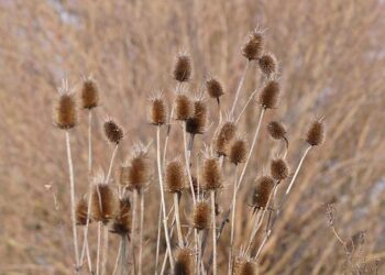 Slovakia roster for 2026 Winter Olympics includes Slafkovsky, Nemec – NHL.com