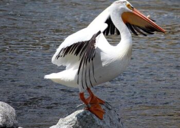 Appleton Native Sends Bosnia and Herzegovina National Team to 2026 World Cup – Seehafer News