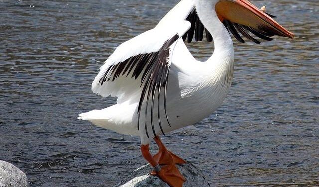Appleton Native Sends Bosnia and Herzegovina National Team to 2026 World Cup – Seehafer News