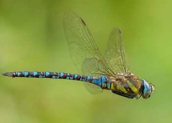 Spain’s irregular migrant arrivals halve in Q1 2026, but mainland and Balearic routes heat up – VisaHQ