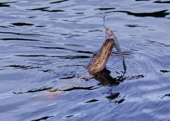 Oversized pike catches highlight end of fishing season in Türkiye | Daily Sabah – Daily Sabah