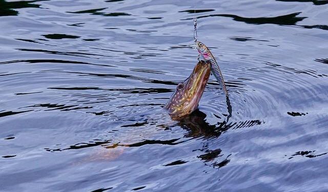 Oversized pike catches highlight end of fishing season in Türkiye | Daily Sabah – Daily Sabah