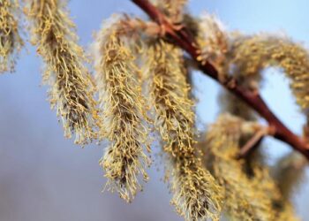 JIVA releases her song for Azerbaijan – eurovision.com