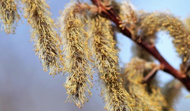 JIVA releases her song for Azerbaijan – eurovision.com