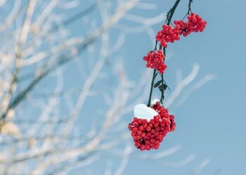 Renalfa, RGreen JV plans huge solar-storage cluster in West Romania – Renewables Now