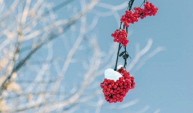 Renalfa, RGreen JV plans huge solar-storage cluster in West Romania – Renewables Now