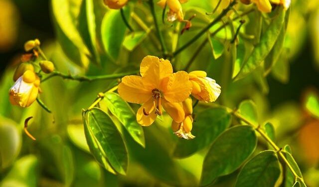 Collector buys ‘million dollar’ Ayrton Senna helmet in Japan – The Japan Times