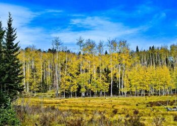Europe’s tallest aspen measured in Estonia – ERR