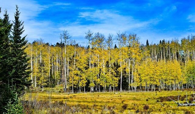 Europe’s tallest aspen measured in Estonia – ERR