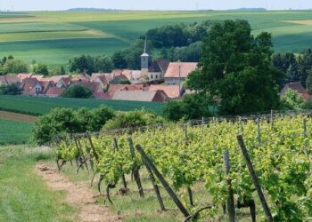 My eye-opening journey into the world’s oldest wine region – The Times