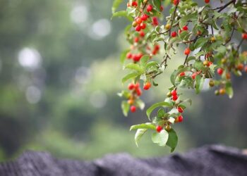 Cirstea/Zhang vs. Stephens/Volynets | Round of 16 Upper Austria Ladies Linz 2026 – WTA Tennis