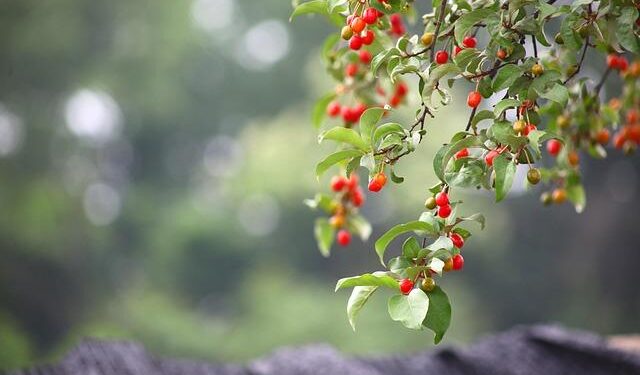Cirstea/Zhang vs. Stephens/Volynets | Round of 16 Upper Austria Ladies Linz 2026 – WTA Tennis