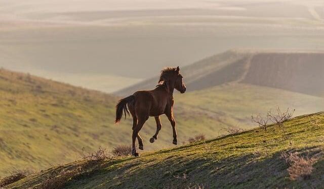 Azerbaijan welcomes US–İran ceasefire, calls for dialogue and lasting peace – AzerNews